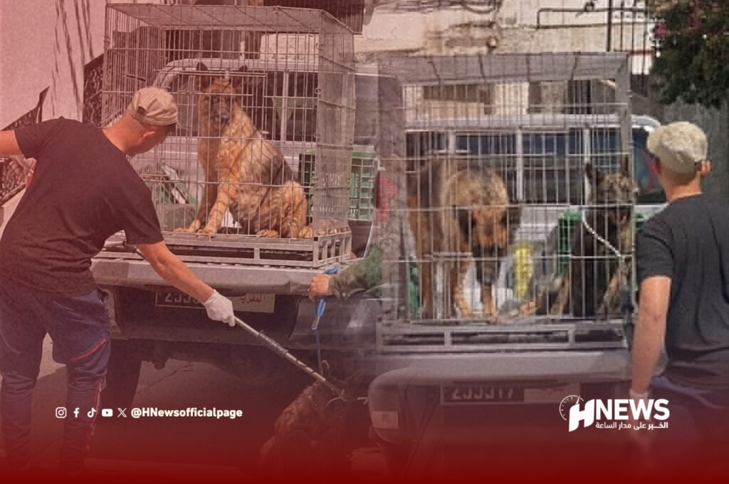 طنجة.. كلاب تنهي حياة شاب داخل منزله