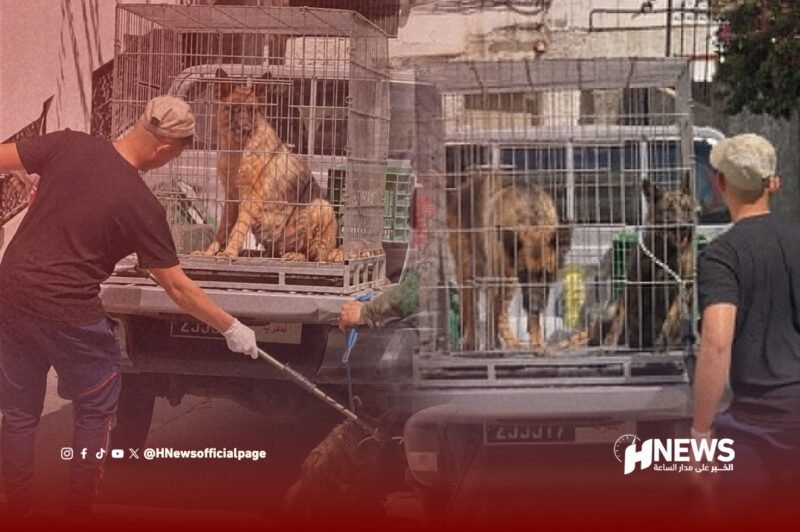 كلاب تنهش صاحبها