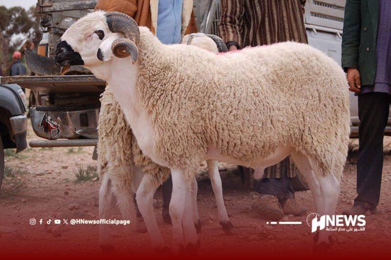 القطيع 40 مليون رأس والعرض يفوق الطلب بمليوني لعيد الأضحى