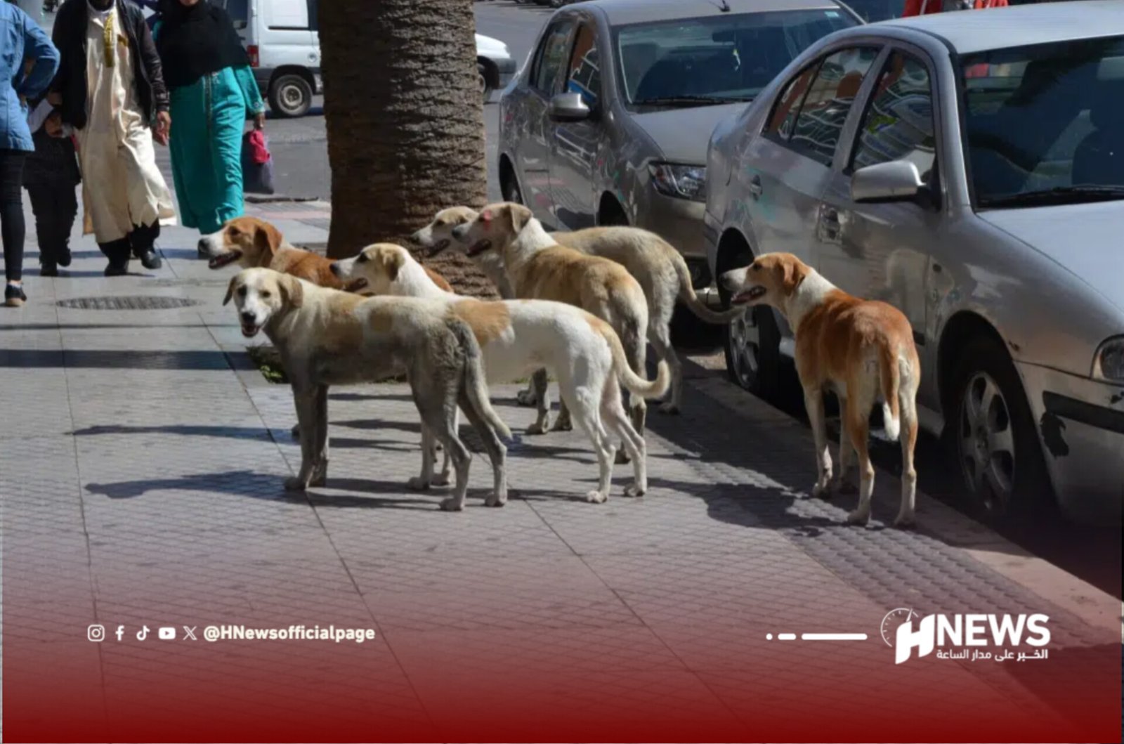 Group of five hound dogs standing on a city sidewalk beside parked cars as pedestrians walk by, palm tree in the scene.