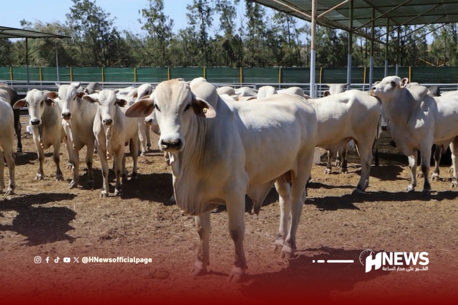 Herd of white cows standing in a dirt pen under a shelter at a farm, with fencing in the background and a news logo overlay in the lower corner